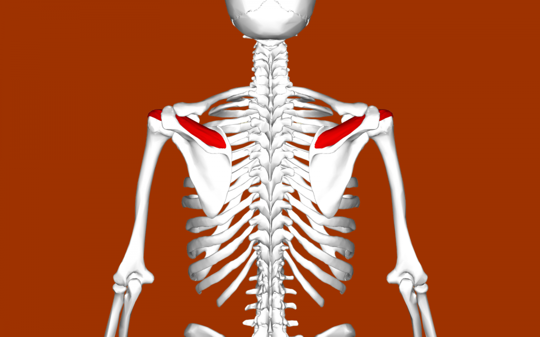 What is the Supraspinatus?