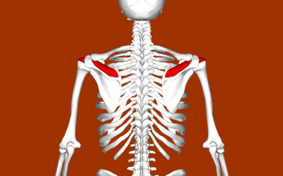 What is the Supraspinatus?